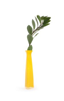 High yellow vase with green leaves branch on white background. Isolated with clipping path