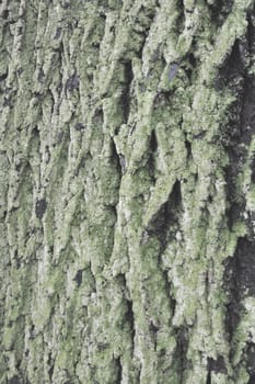 Green moss plants on a tree useful as a background