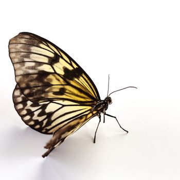 idea leuconoe isolated close up