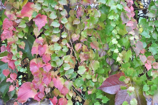 Green ivy leaves useful as a background