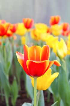 Flower in garden