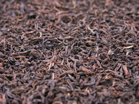 Black tea crop leaf for healthy lifestyle drink