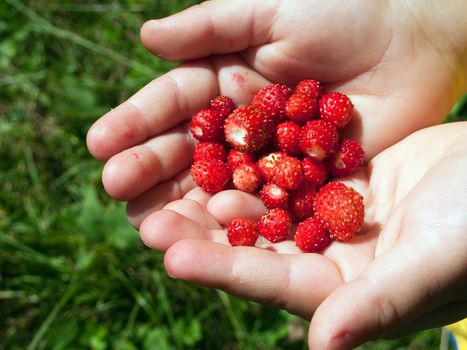 Berry food - human hand holding red strawberry