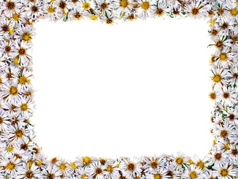 White nature chamomile flower background frame