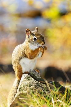 Cute red squirrel eating nut sitting on rock