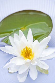 White lotus flower or water lily floating