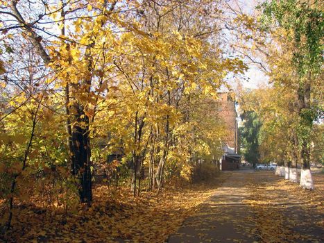 Yellow leaf nature color autumn image