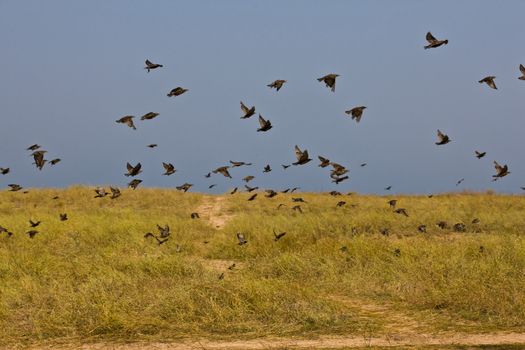 nature series: flock of birds in summer