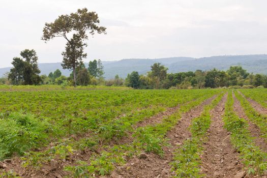 Cassava plantation is grown in Thailand