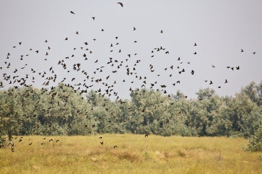 nature series: flock of birds in summer