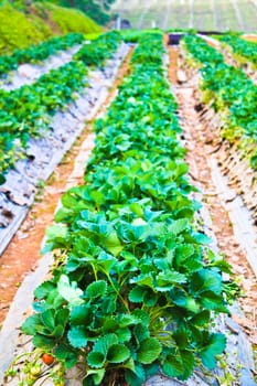 Row of strawberry