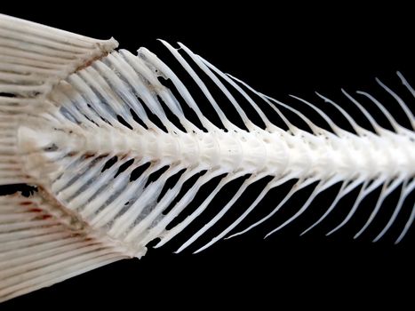 Sea fish white bone close-up