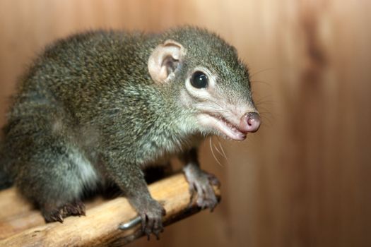 Tupaia glis tree shrew rodent animal fur squirrel