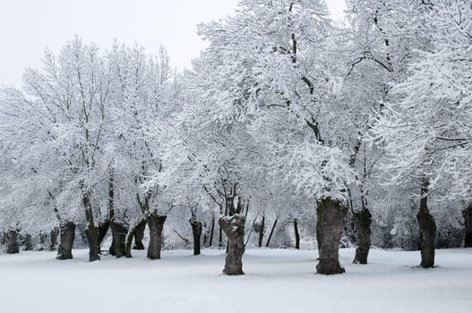 winter landscape of snowy forest