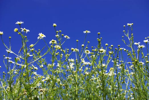 Camomiles on blue sky background