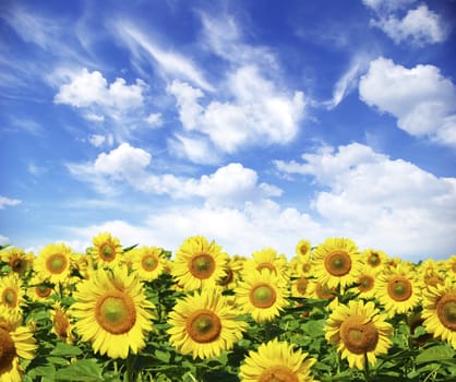 sunflower field over cloudy blue sky