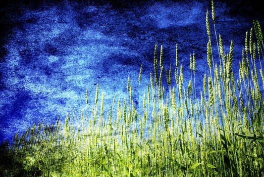 Grunge background with golden wheat in a farm field