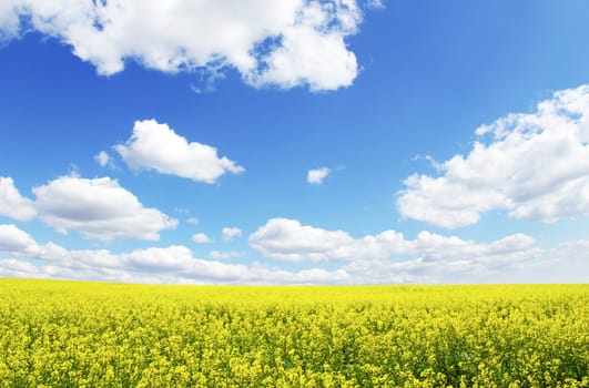  Rape field and clouds in sky