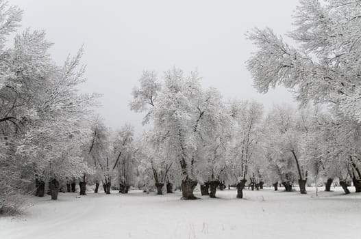 winter landscape of snowy forest