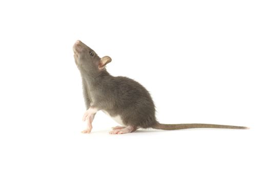 funny rat  isolated on white background