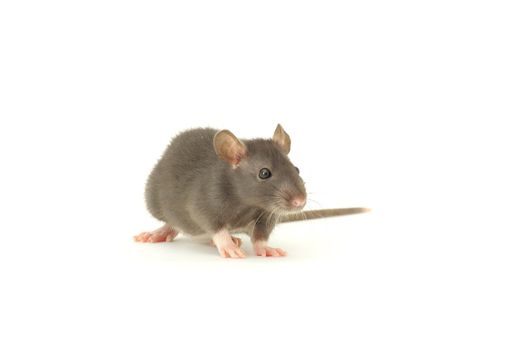 funny rat  isolated on white background