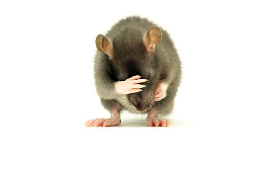 funny rat  isolated on white background
