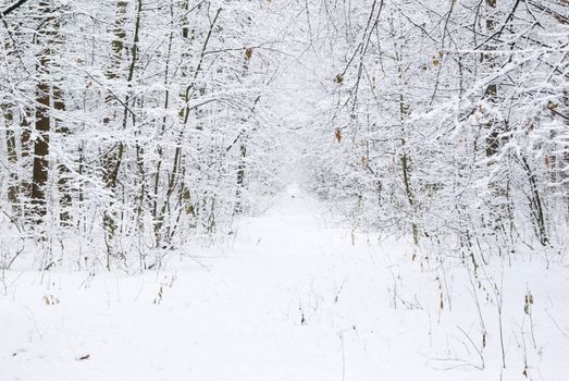 beautiful winter forest  and the road