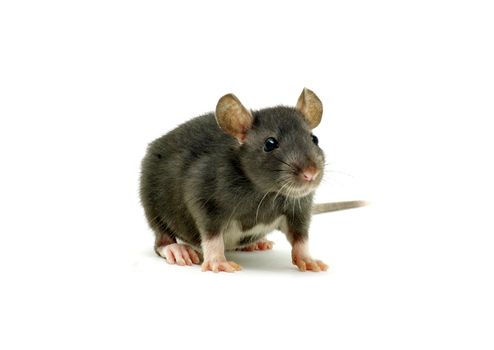 funny rat  isolated on white background