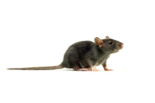 rat  isolated on white background
