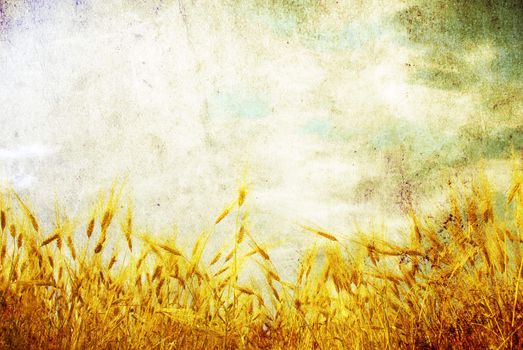 Grunge background with golden wheat in a farm field