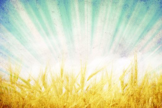  wheat ears against the blue  sky