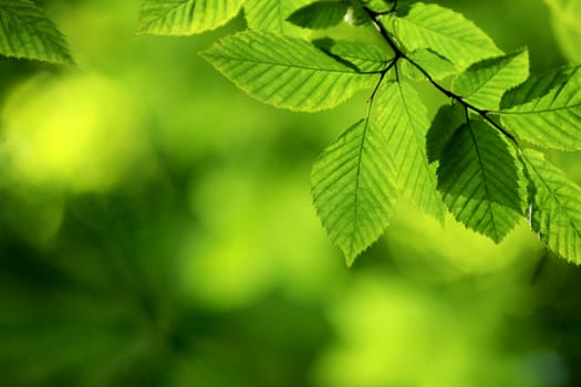 green leaves background in sunny day