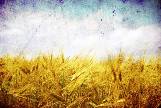 Grunge background with golden wheat in a farm field