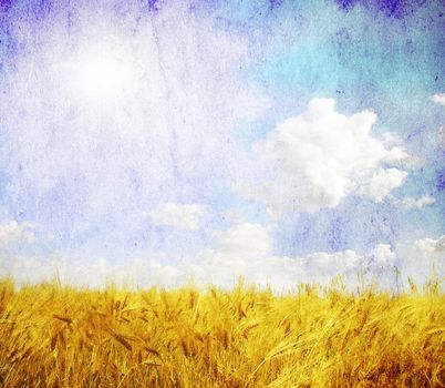 Grunge background with golden wheat in a farm field
