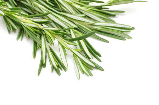 fresh rosemary isolated on white