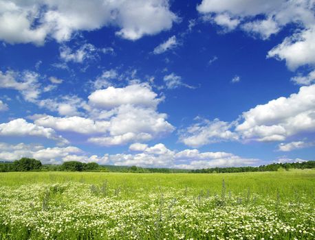 field on a background of the blue sky