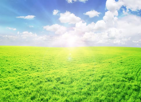 field on a background of the blue sky