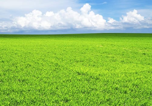 field on a background of the blue sky