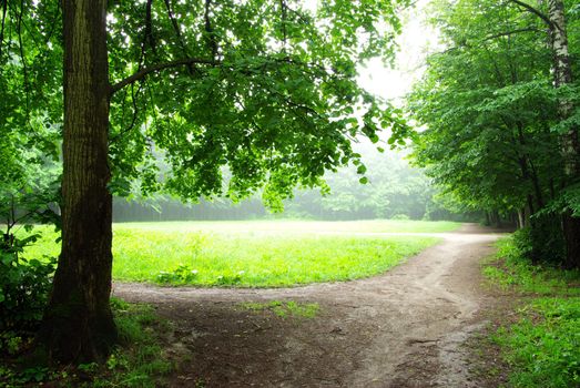 a path is in the green forest