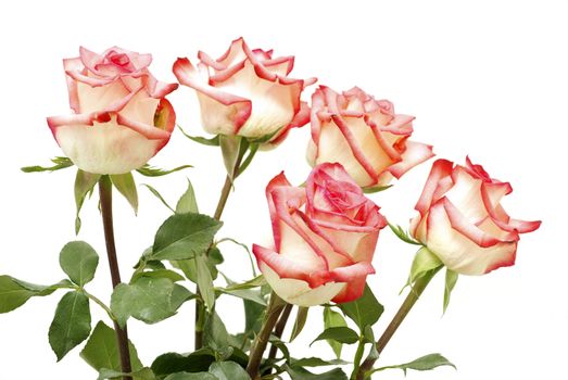 red rose isolated on a white background