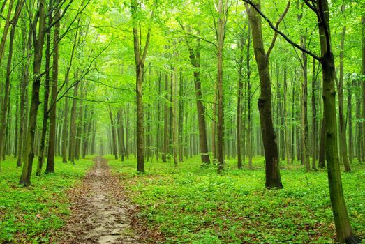 a path is in the green forest