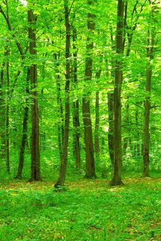 green forest background in a sunny day