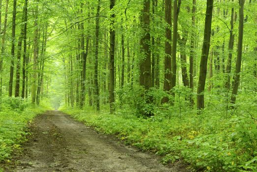 a path is in the green forest