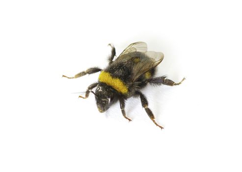 bumblebee isolated on a white