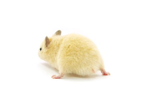 Hamster in front of a white background