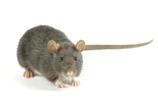 funny rat  isolated on white background