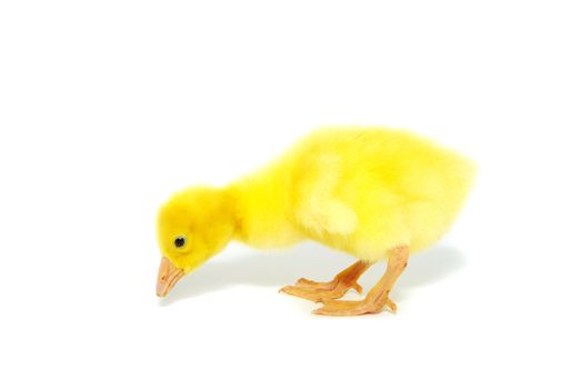 cute gosling isolated on a white
