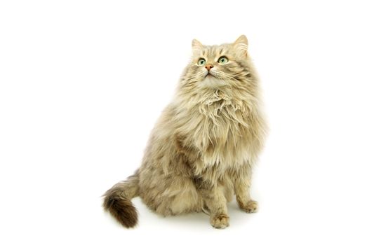 domestic cat isolated on a white background