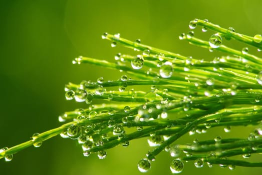 Dew drop on a blade of grass 