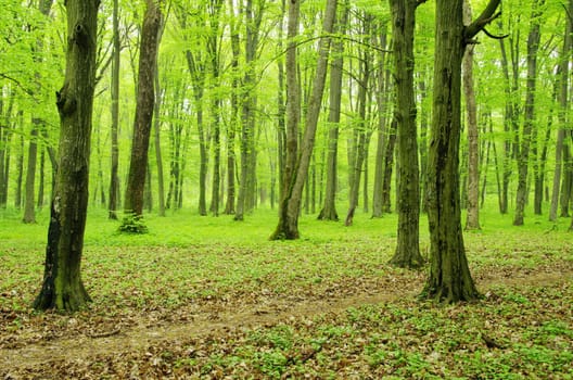 a path is in the green forest